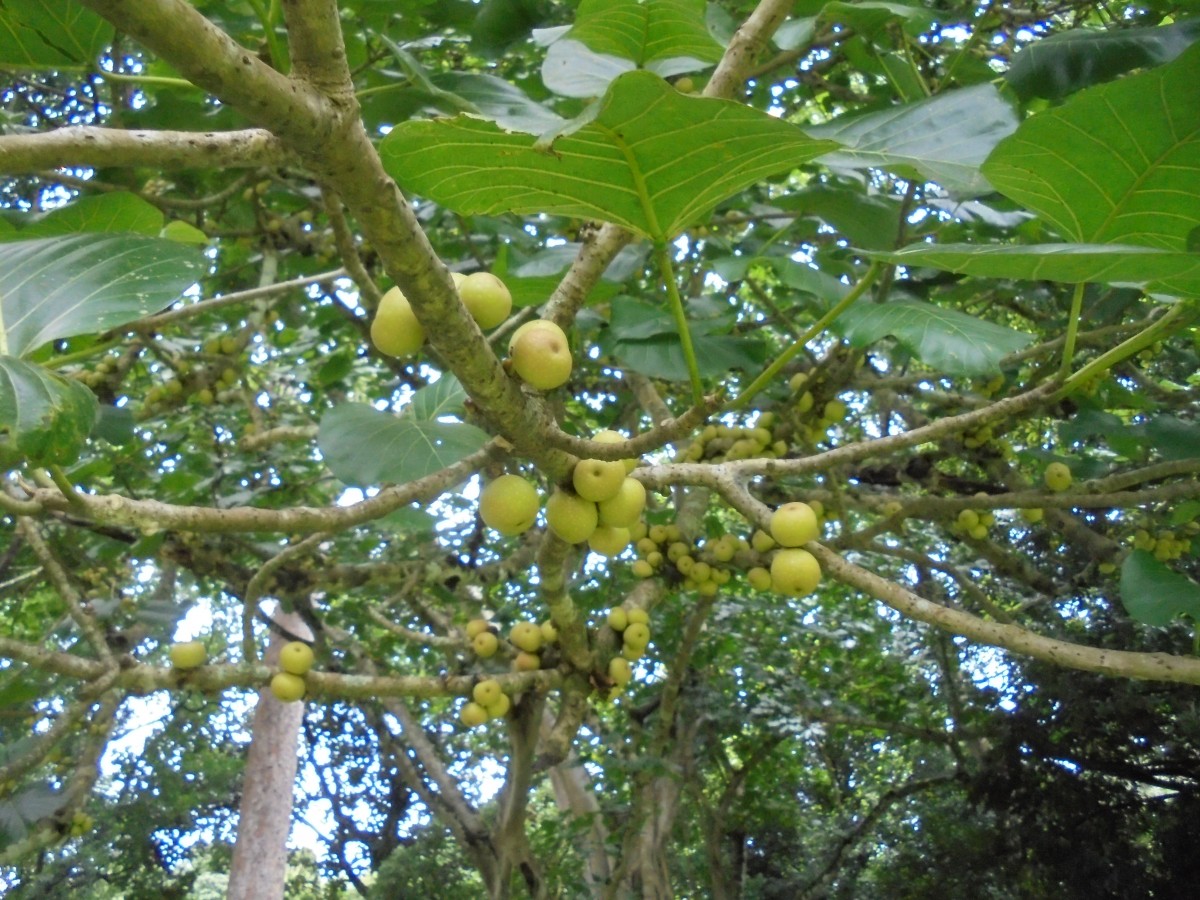 Ficus nymphaeifolia Mill.